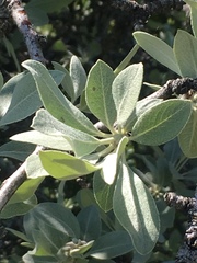 Pyrus elaeagrifolia