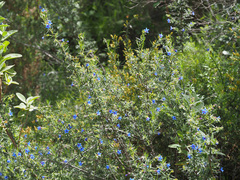 Lithodora fruticosa