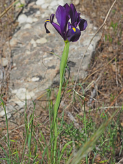 Iris filifolia