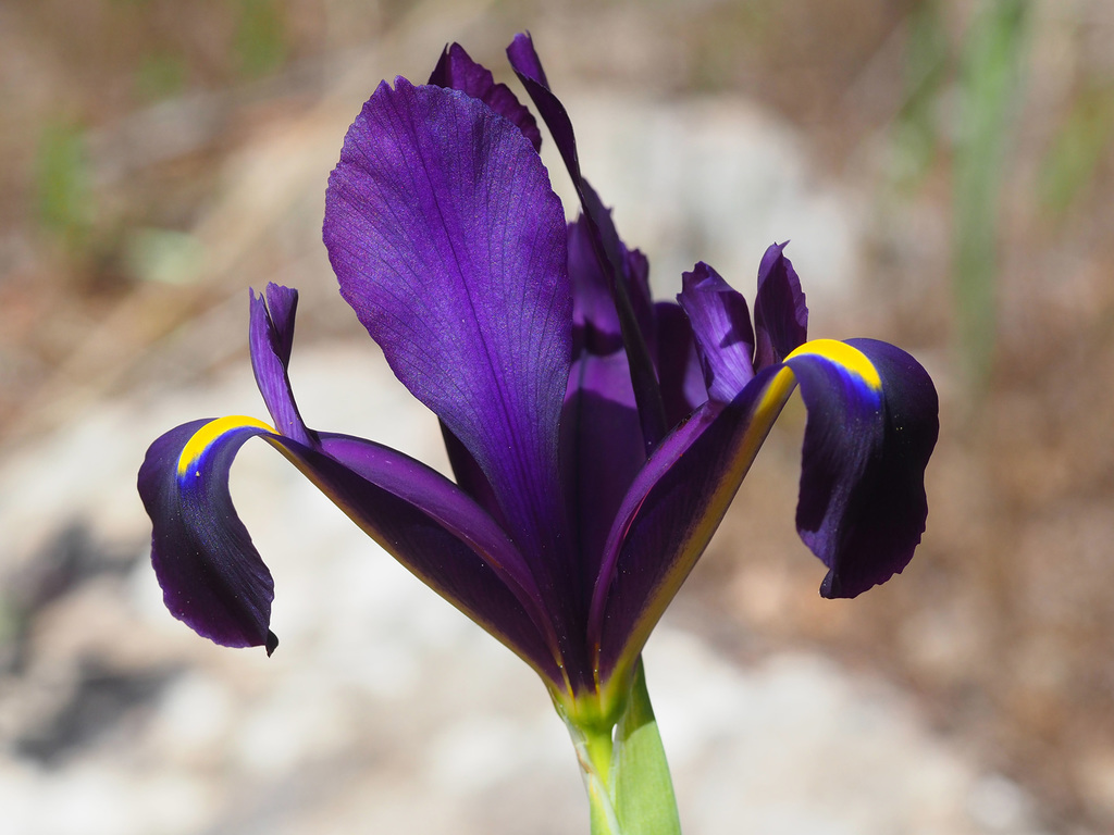 Lirio azul