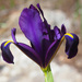 Narrow-leaved Purple Iris - Photo (c) Felix Riegel, some rights reserved (CC BY-NC), uploaded by Felix Riegel