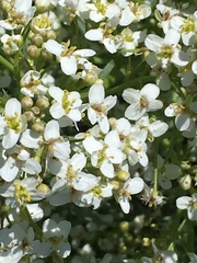 Crambe tataria