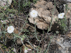 Convolvulus lanuginosus