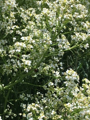 Crambe tataria