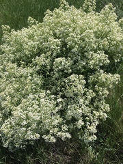 Crambe tataria