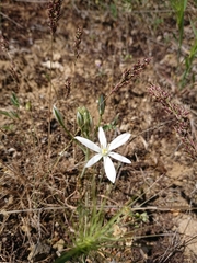 Ornithogalum oligophyllum
