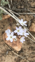 Leptosiphon breviculus