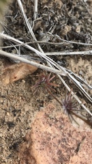 Leptosiphon breviculus