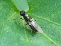Prosopochrysa vitripennis