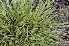 Carex secalina