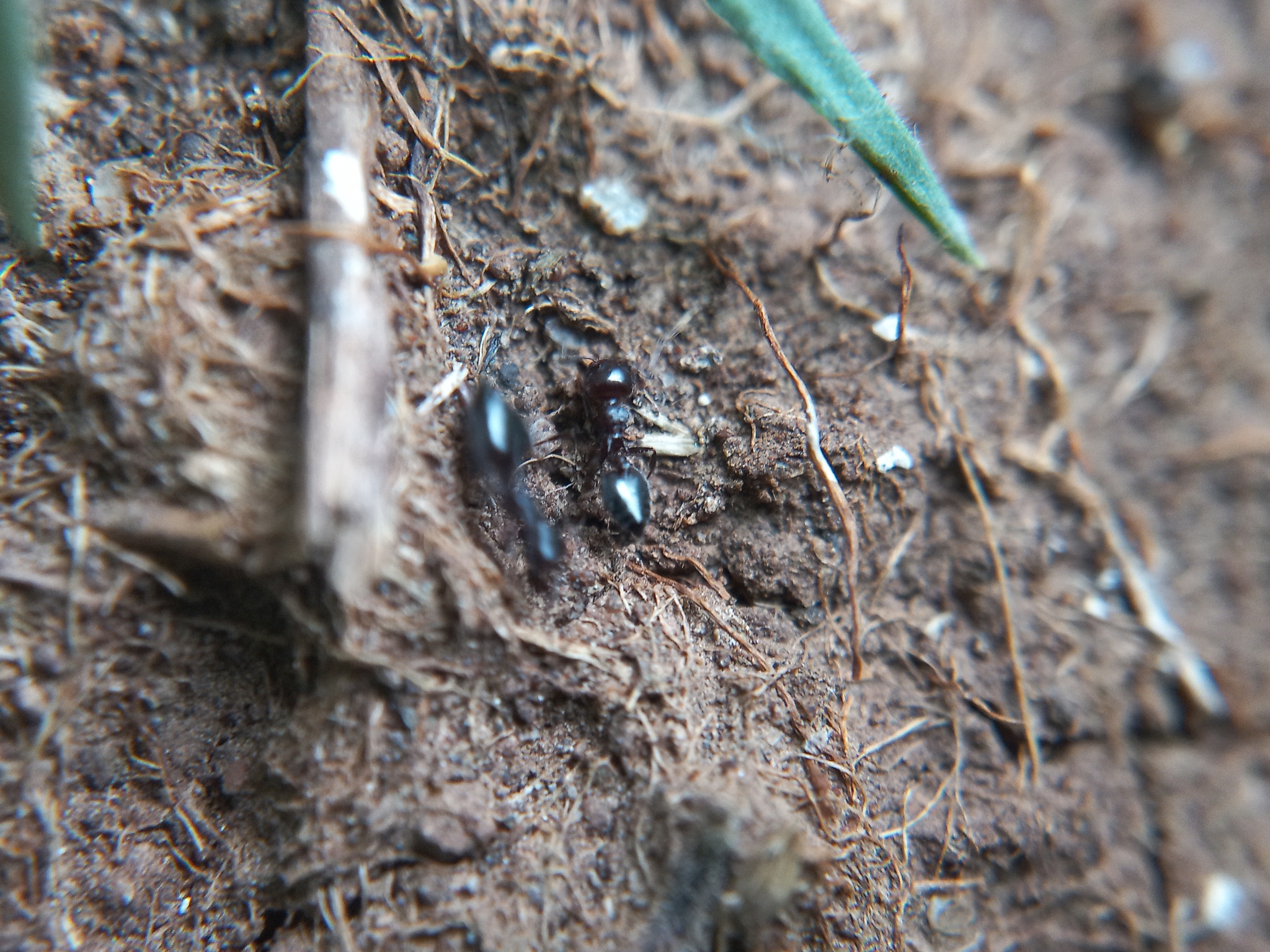 Crematogaster anthracina