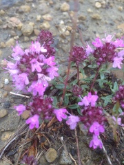 Thymus praecox