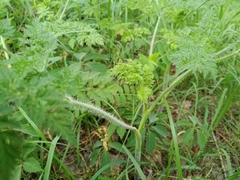 Chaerophyllum prescottii