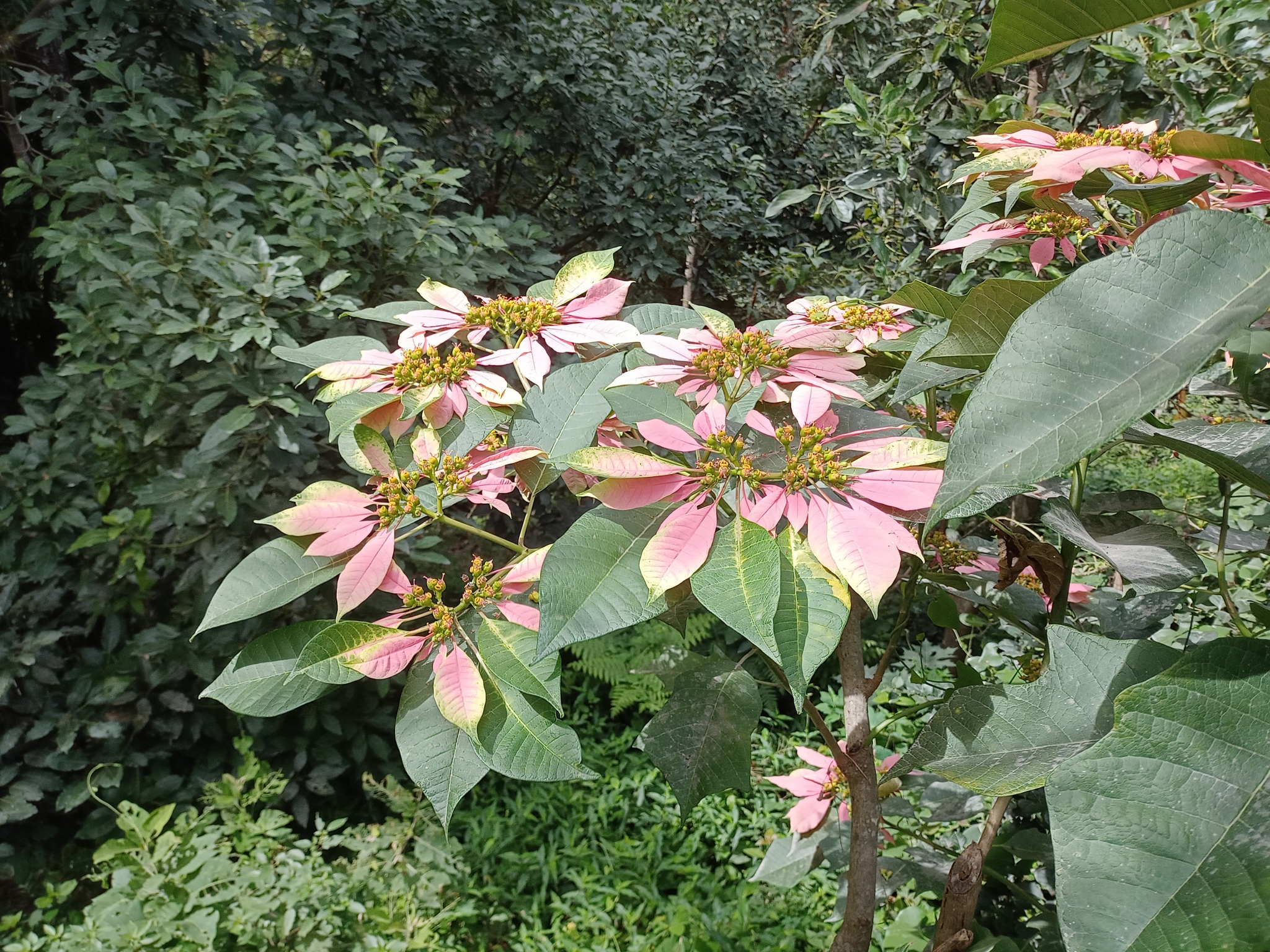 Euphorbia pulcherrima image