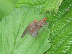 Scathophaga inquinata