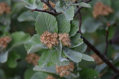 Karpatiosorbus bristoliensis