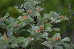 Karpatiosorbus bristoliensis