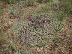 Acantholimon acerosum