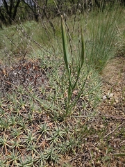 Acantholimon acerosum