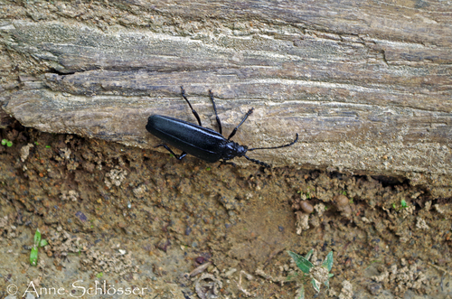 Derancistrus anthracinus