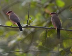 Estrilda troglodytes