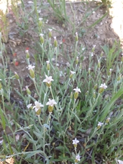 Chardinia orientalis