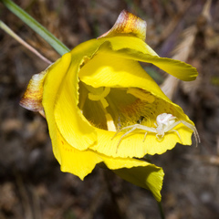 Calochortus luteus