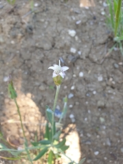 Chardinia orientalis
