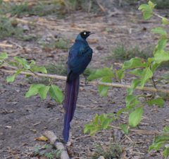Lamprotornis caudatus