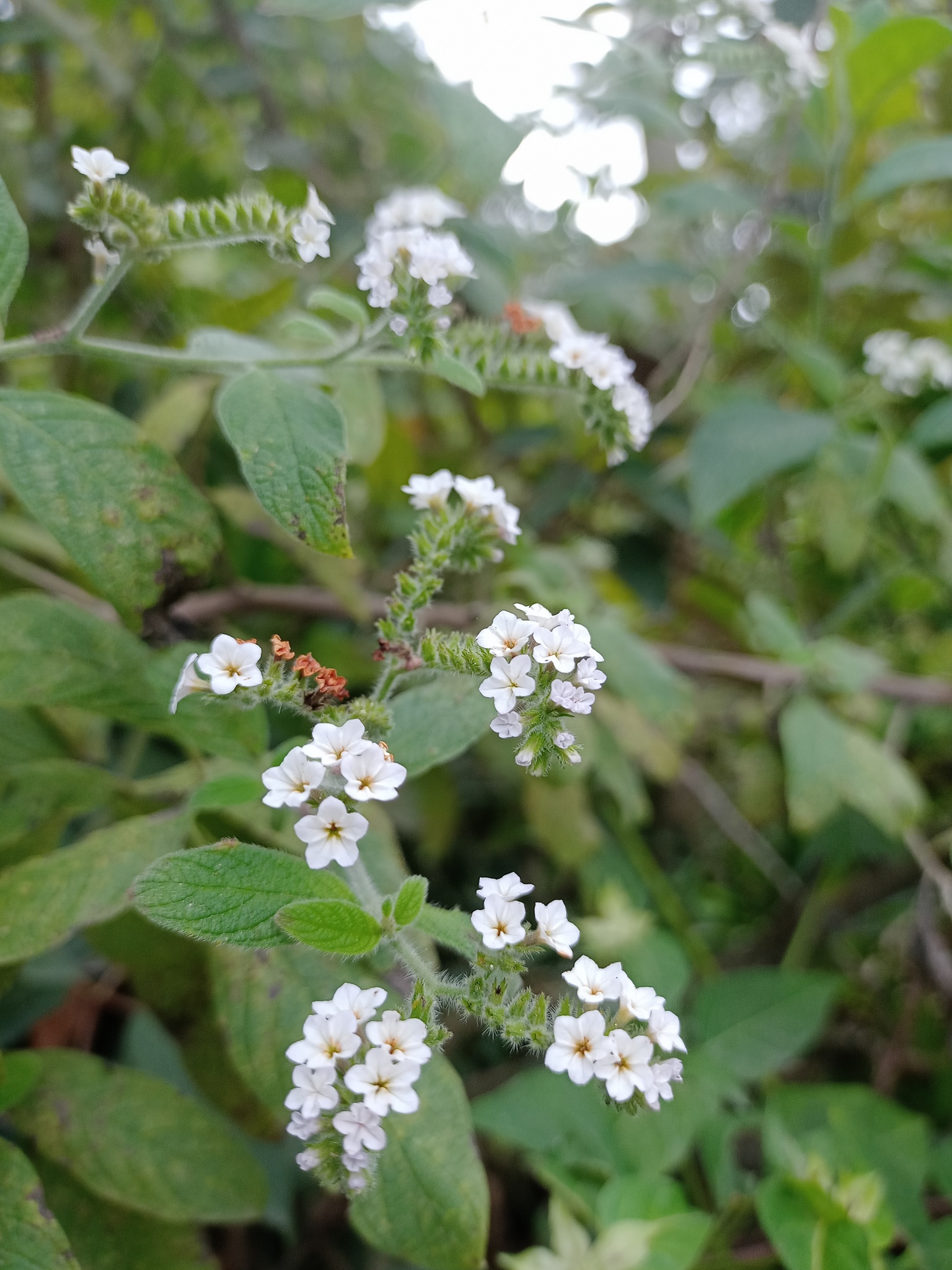 Heliotropium rufipilum image