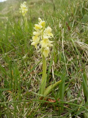 Orchis pallens