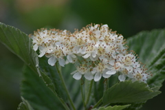 Karpatiosorbus bristoliensis