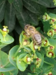 Apis mellifera