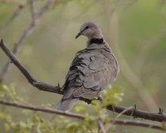 Streptopelia vinacea
