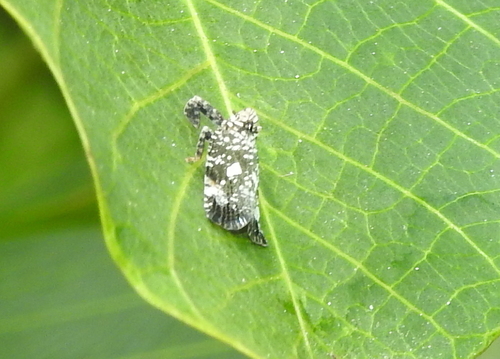 Lophopidae