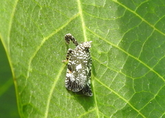 Lophopidae