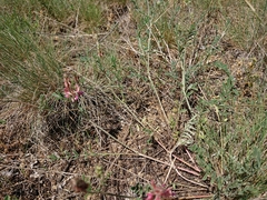 Onobrychis oxyodonta