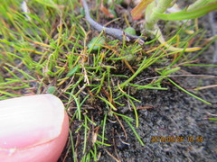 Isolepis basilaris