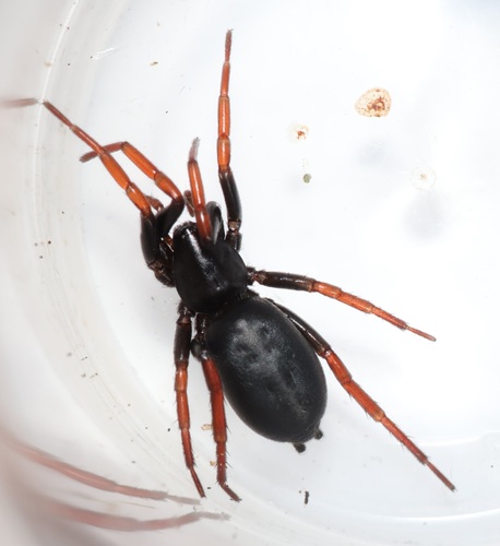 Yellow-legged Zipper Spider, Evertsoord, Nederland, photo 7 of 10