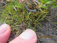 Isolepis basilaris