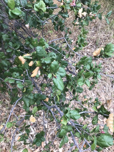 iNaturalist observation photo of coast live oak