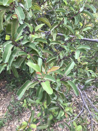 iNaturalist observation photo of laurel sumac