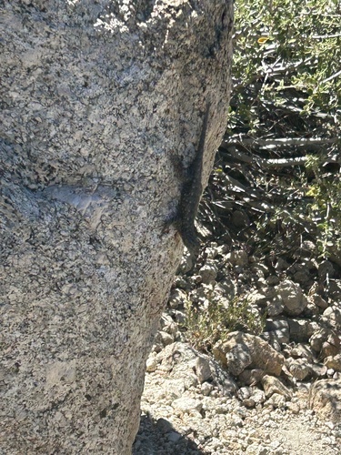 iNaturalist observation photo of Western Fence Lizard