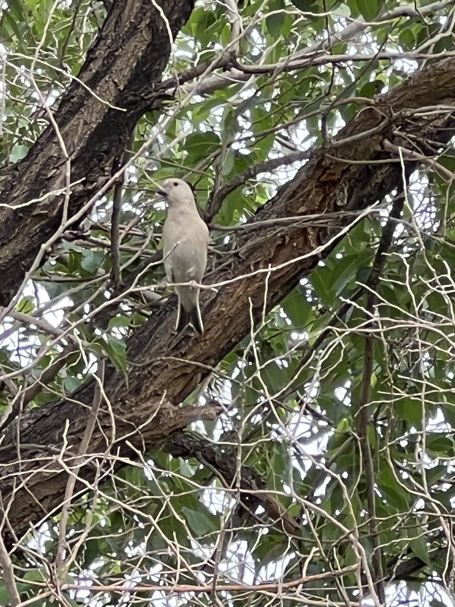 Desert Finch