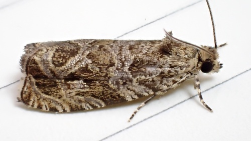Raspberry Leafroller Moth photo 4