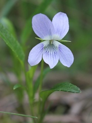 Viola pumila
