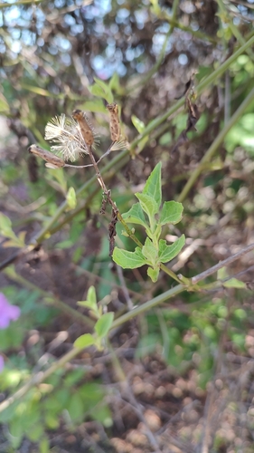 Cruz dulce grande (Chromolaena odorata)