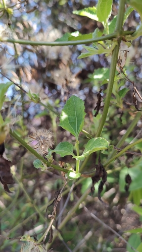 Cruz dulce grande (Chromolaena odorata)