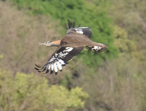 Denham's Bustard