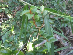 Cryptocarya wyliei